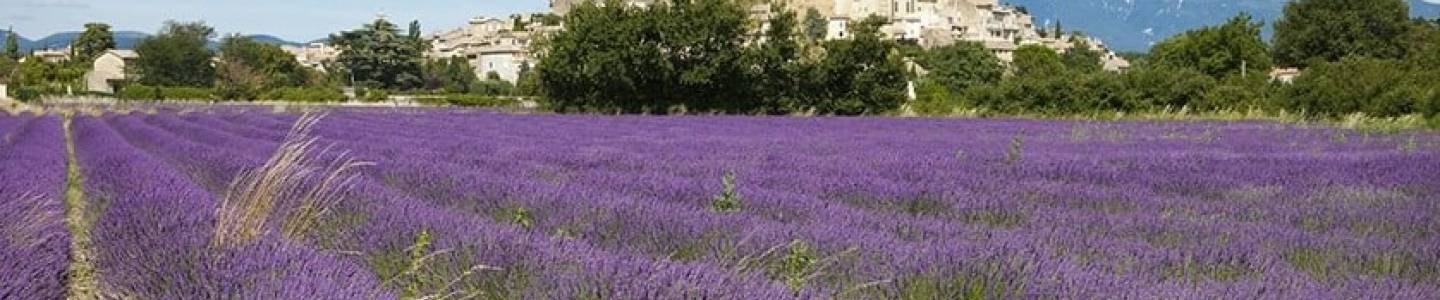 Château de Grignan (Drôme), champs de lavande