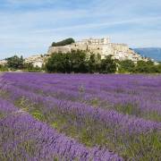 Château de Grignan (Drôme), champs de lavande