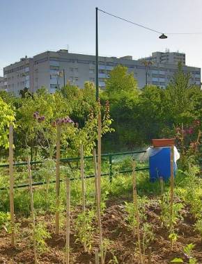 Jardin cultivé, plants de tomate, vue sur les immeubles