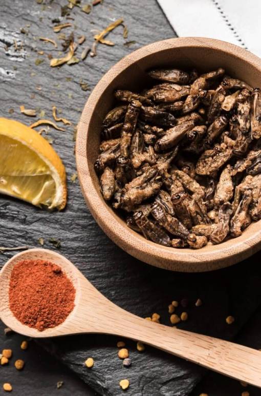 Entomophagie : manger des insectes en guise de steaks ?