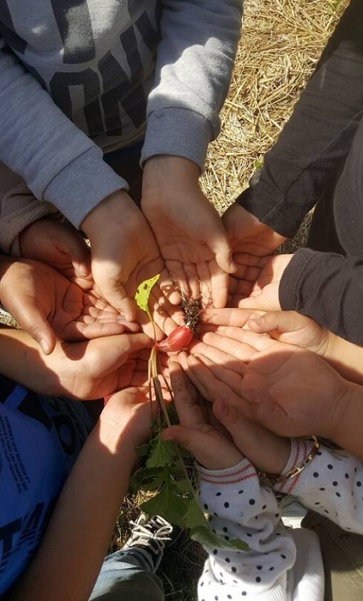 Mains d'enfants réunies, qui tiennent un radis