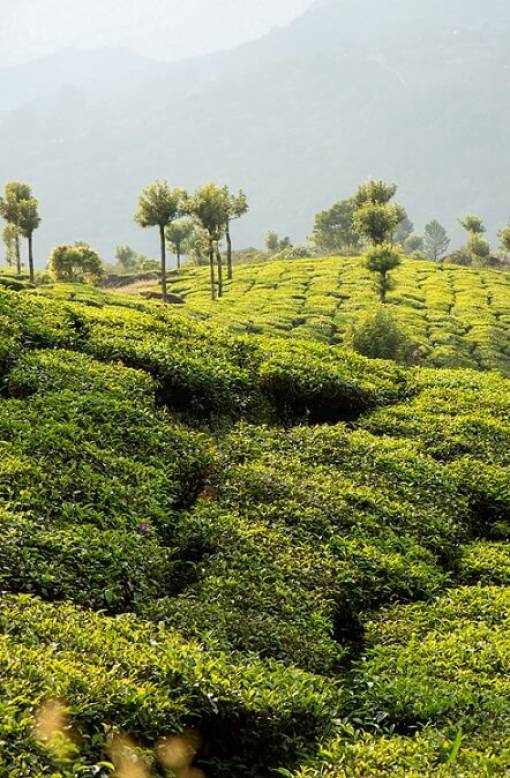 Plantation de thé, champs verts et arbres