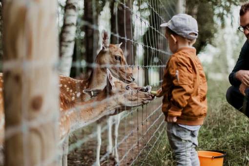 Un enfant donne à manger à une biche à travers un grillage dans un zoo 