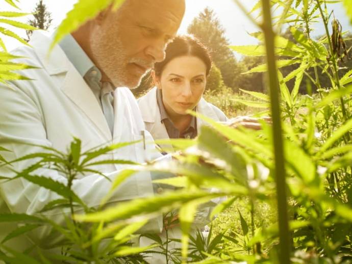 Cannabis médical : lancement de l’expérimentation en France