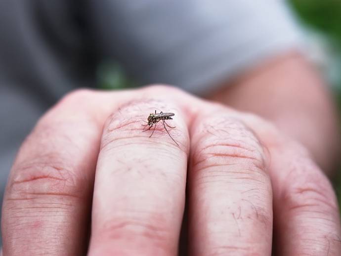 Chikungunya : cette maladie virale transmise par les moustiques