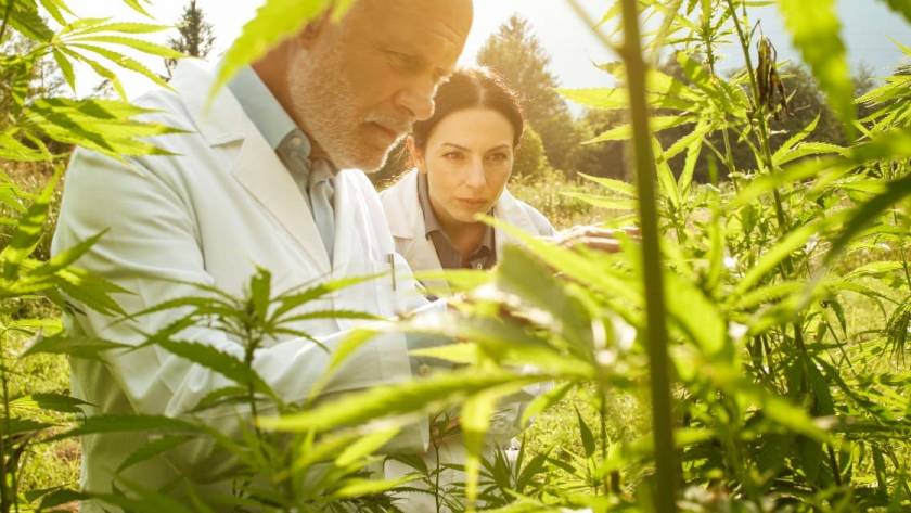 Homme et femme en blouse blanche, regardent plans de cannabis