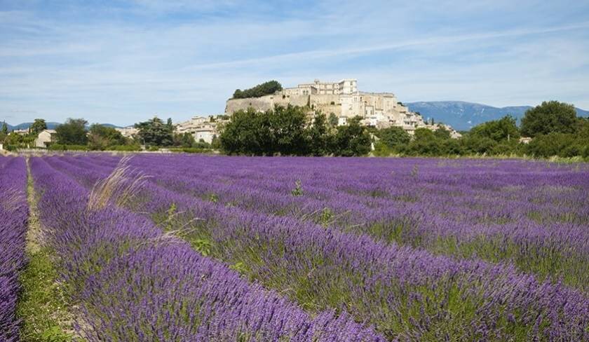 Château de Grignan (Drôme), champs de lavande