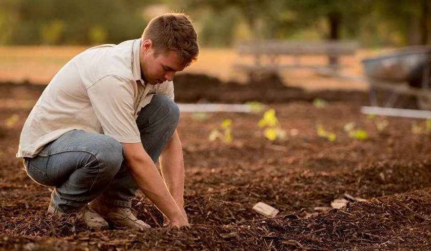 Homme qui plante des graines en terre