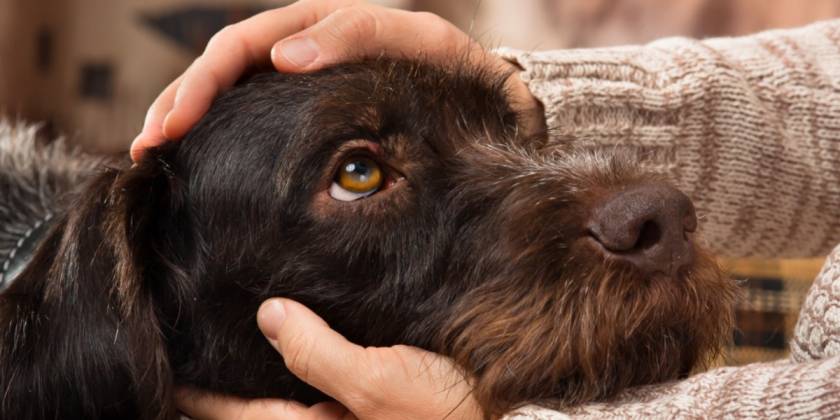 Attention à vos animaux de compagnie: ils risquent d'être