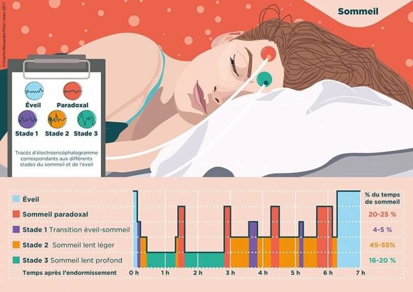 Stades de sommeil - source INSERM