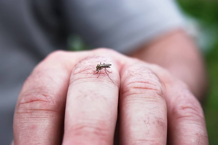 moustique en train de piquer une main